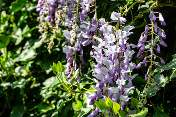 Obraz premium Close-up of blossoming branch of Chinese and Japanese wisteria on blurred background of greenery. Selective focus, elegant concept of nature of North Caucasus for design.