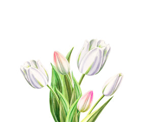 Beautiful white tulip composition. Bouquet. Marker drawing. Watercolor painting. Floral composition of design elements. Greeting card. Wedding, birthday. Painted background. Hand drawn illustration.