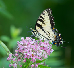 Swallowtail