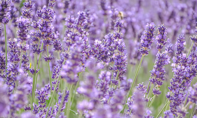 Lavender. Blooming purple lavender flowers grass meadows fields. Art photography.