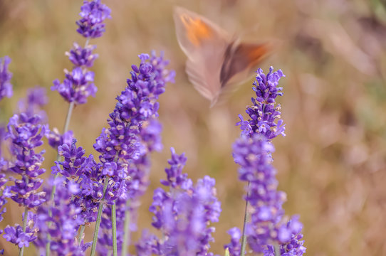 Blooming purple lavender flowers and green grass in the meadows or fields. Blurry butterfly in summertime. Evening