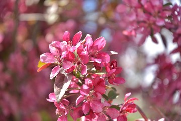 Blooming apple orchard. Red apple flowers with tender petals and selective focus on blurred summer background. Spring apple tree blooming with pink flower and green leaves. Romance blooming branch