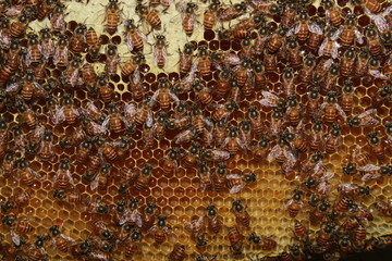 Bee colonies. Worker honey bees on the hexagonal honeycomb