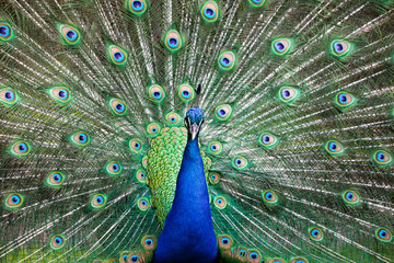 Fototapeta premium Peacock with all its colors