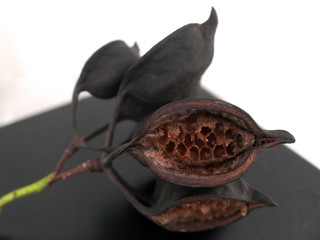 una bacca marrone fotografta su un tavolo