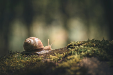 Big snail on the moss