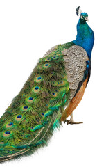 Obraz premium Beautiful Peacock Isolated On White