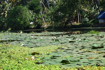 Water Pond