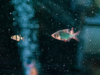 couple of tropical fish in aquarium among oxygen bubbles