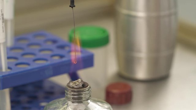 Professional technologist performing biological testing in lab using alcohol burner for heating inoculation loop. Working in laboratory.