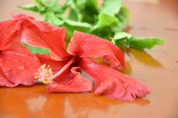 les belles fleurs du jardin 