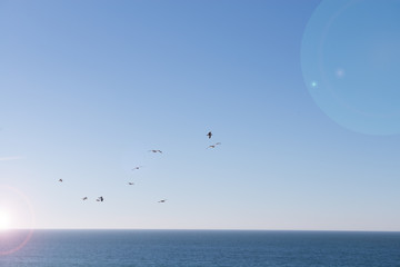 Seagulls ocean and blue sky