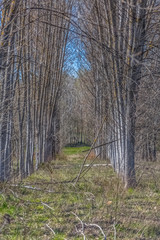 Detailed view of the parallel trees on the herbs field