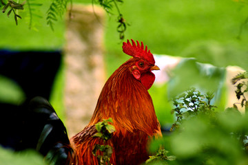 portrait of a rooster