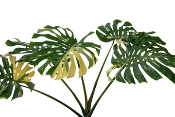 Rolgordijnen Monstera Tropisch regenwoud groen Monstera Giant geel bonte jungle bladeren wijnstok plant zeldzame Philodendron geïsoleerd op een witte achtergrond, uitknippad inbegrepen.