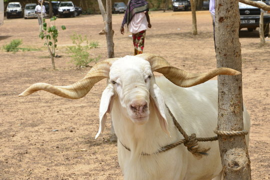 Le belier domestique du Burkina faso