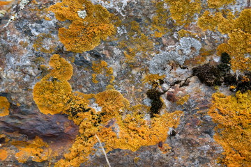 Yellow, black and white lichen on a stone rock. Plant on stone. Texture drawing.