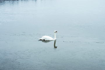 A white single swan on the lake