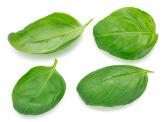 Fresh basil on white background