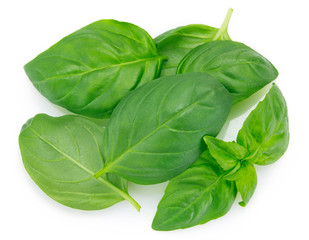 Fresh basil on white background