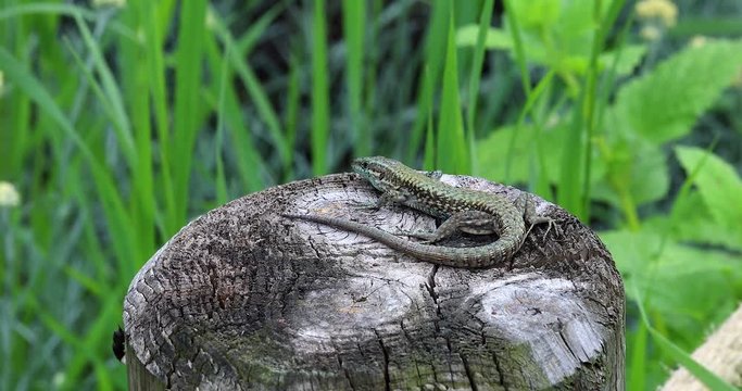Common Wall Lizard on the Wooden Pole, Podarcis Muralis. Close Up View / Macro Shot, South-East of France, Europe - DCi 4K Resolution