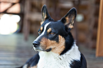 Dog breed Welsh Corgi Cardigan portrait on the porch