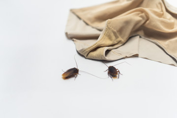 The cockroach in the toothbrush is dirty. Toothbrush orange on white background
