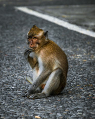 Einzelner Affe sitzt auf einer Straße auf der Insel Bali in Indonesien 