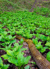 643-77 Skunk Cabbage Bowl