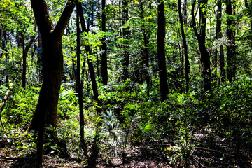 Meiji shrine yoyogi park view of forest trees silhouette in bright sunlight in Tokyo with green foliage during spring or summer and nobody