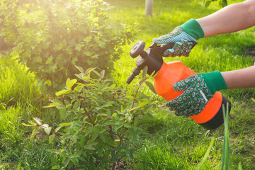 Young girl unknown in a straw hat and garden gloves treats sprinkles the bushes of plants in the...