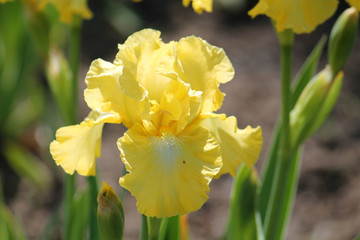 Yellow iris flower close-up in garden. Cultivar Lemon Pop from Intermediate Bearded Iris (IB) Group