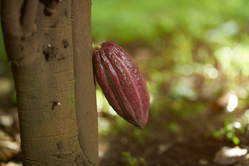 Close up of red cacao pod