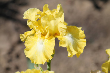 Fototapeta premium Yellow iris flower close-up in garden. Cultivar Lemon Pop from Intermediate Bearded Iris (IB) Group