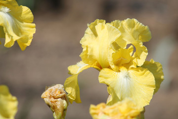 Yellow iris flower close-up in garden. Cultivar Lemon Pop from Intermediate Bearded Iris (IB) Group