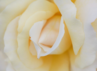 Pure perfection? .... cream rose