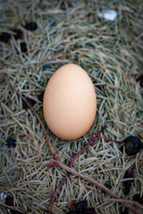 chicken eggs basket on the hey