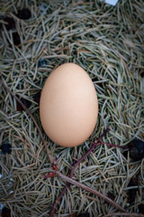 chicken eggs basket on the hey