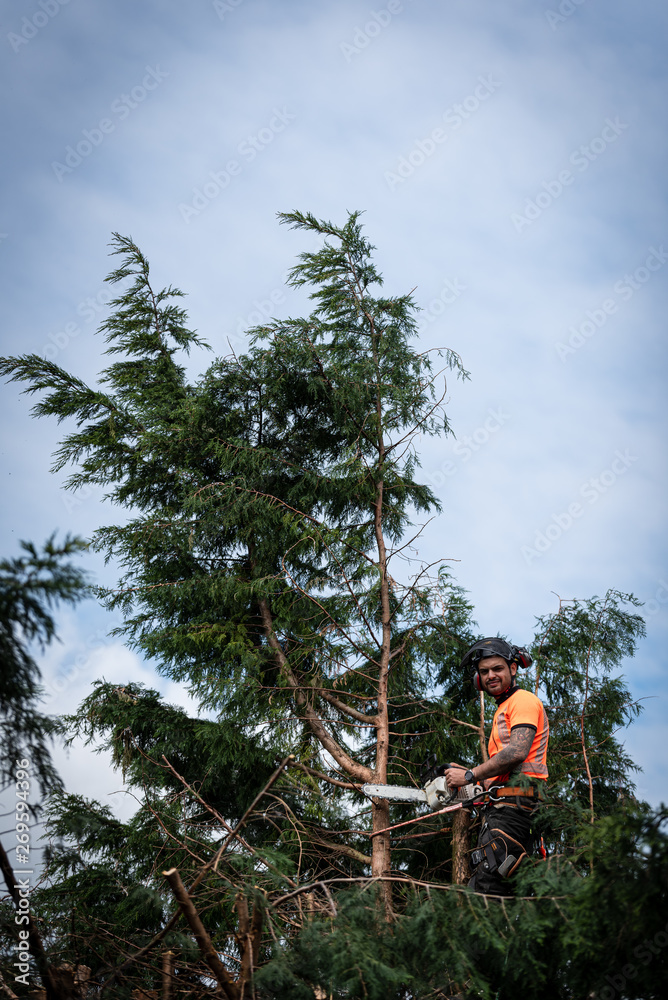 Wall mural tree surgeon hanging from ropes in the crown of a tree using a chainsaw to cut branches down. the ad