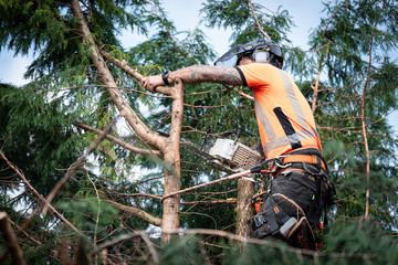 Tree surgeon hanging from ropes in the crown of a tree using a chainsaw to cut branches down. The adult male is wearing full safety equipment.