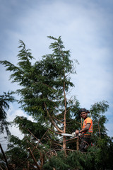 Fototapeta premium Tree surgeon hanging from ropes in the crown of a tree using a chainsaw to cut branches down. The adult male is wearing full safety equipment.
