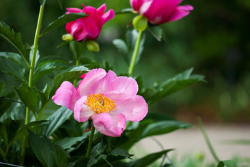 Fototapeta premium Pink Peony Flower