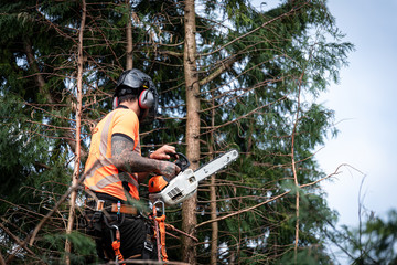 Tree surgeon hanging from ropes in the crown of a tree using a chainsaw to cut branches down. The adult male is wearing full safety equipment.