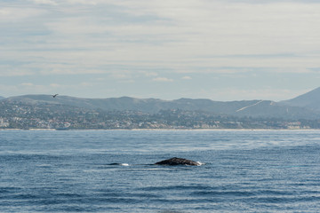 Fototapeta premium Dana Point