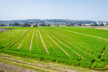 Toyama, Japan countryside with view of farmland in rural area in Gifu prefecture, Hida with green field near Hayahoshi during day