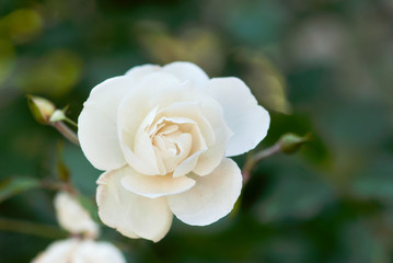 White Rose Flower