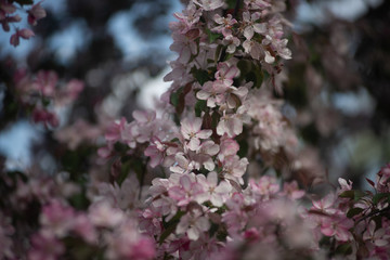 Cherry blossom 1