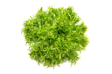 チコリフリーゼ