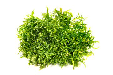 チコリフリーゼ