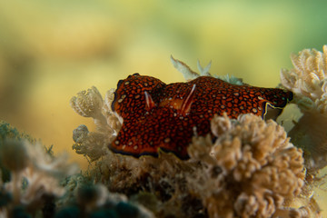 Nudibranch